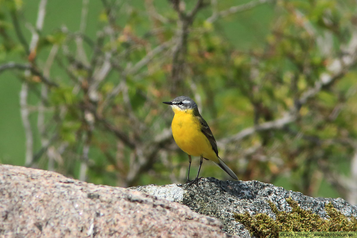 Sädesärla, Motacilla alba